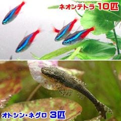 （熱帯魚）ネオンテトラ（１０匹） ＋ オトシン・ネグロ（３匹） 北海道・九州・沖縄航空便要保温