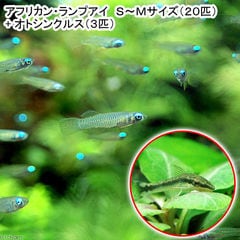 （熱帯魚）アフリカン・ランプアイ　Ｓサイズ（２０匹）　＋　オトシンクルス（３匹）　北海道・九州・沖縄航空便要保温