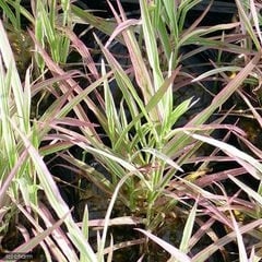 （ビオトープ）水辺植物　十和田アシ（１ポット）　湿性植物　（休眠株）