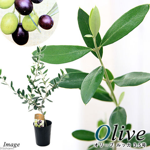dショッピング |（観葉植物）果樹苗 オリーブの木 ルッカ ３．５号（１ ...
