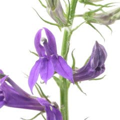 （ビオトープ）水辺植物　紫花サワギキョウ（１ポット）　湿性植物　（休眠株）