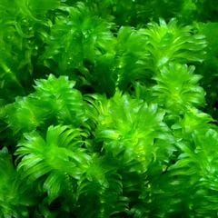 （水草）メダカ・金魚藻 国産 無農薬アナカリス（３０本）北海道航空便要保温
