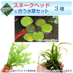 （水草）スネークヘッドに合う水草セット　３種（水中葉）（１パック）（説明書付）北海道航空便要保温