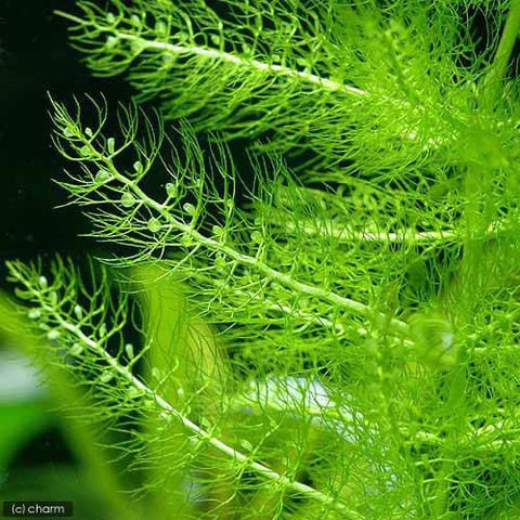 （水草）メダカ・金魚藻　ウトリクラリア　アウレア（ノタヌキモ）（無農薬）（１０本）　北海道航空便要保温