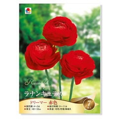 （観葉植物）ラナンキュラス球根 ドリーマー 赤色 ７球詰（１袋） 北海道冬季発送不可