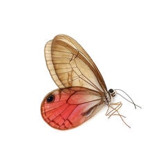 （昆虫）標本（Ａ－～Ｂ品）ベニスカシジャノメ オス ペルー産（未展翅）（１匹）