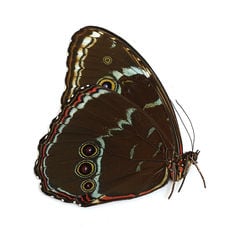 （昆虫）標本（Ａ－～Ｂ品）へレノールモルフォ オス ペルー産（未展翅）（１匹）