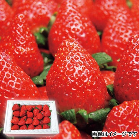 真っ赤な大粒いちご岡山県