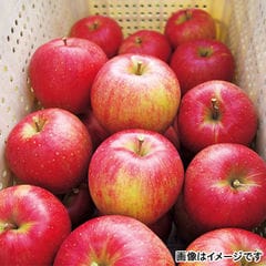 サンふじ ご家庭用 10kg(26～36個) りんご 長野県産 送料込み